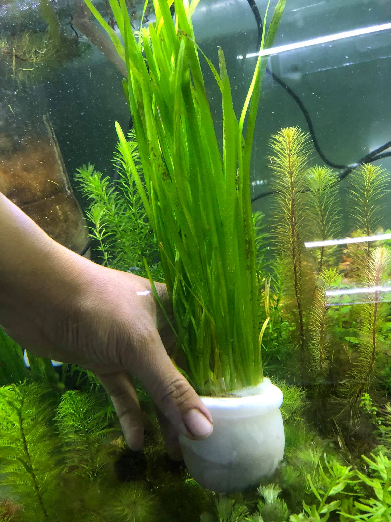 cây thủy sinh hẹ nước To