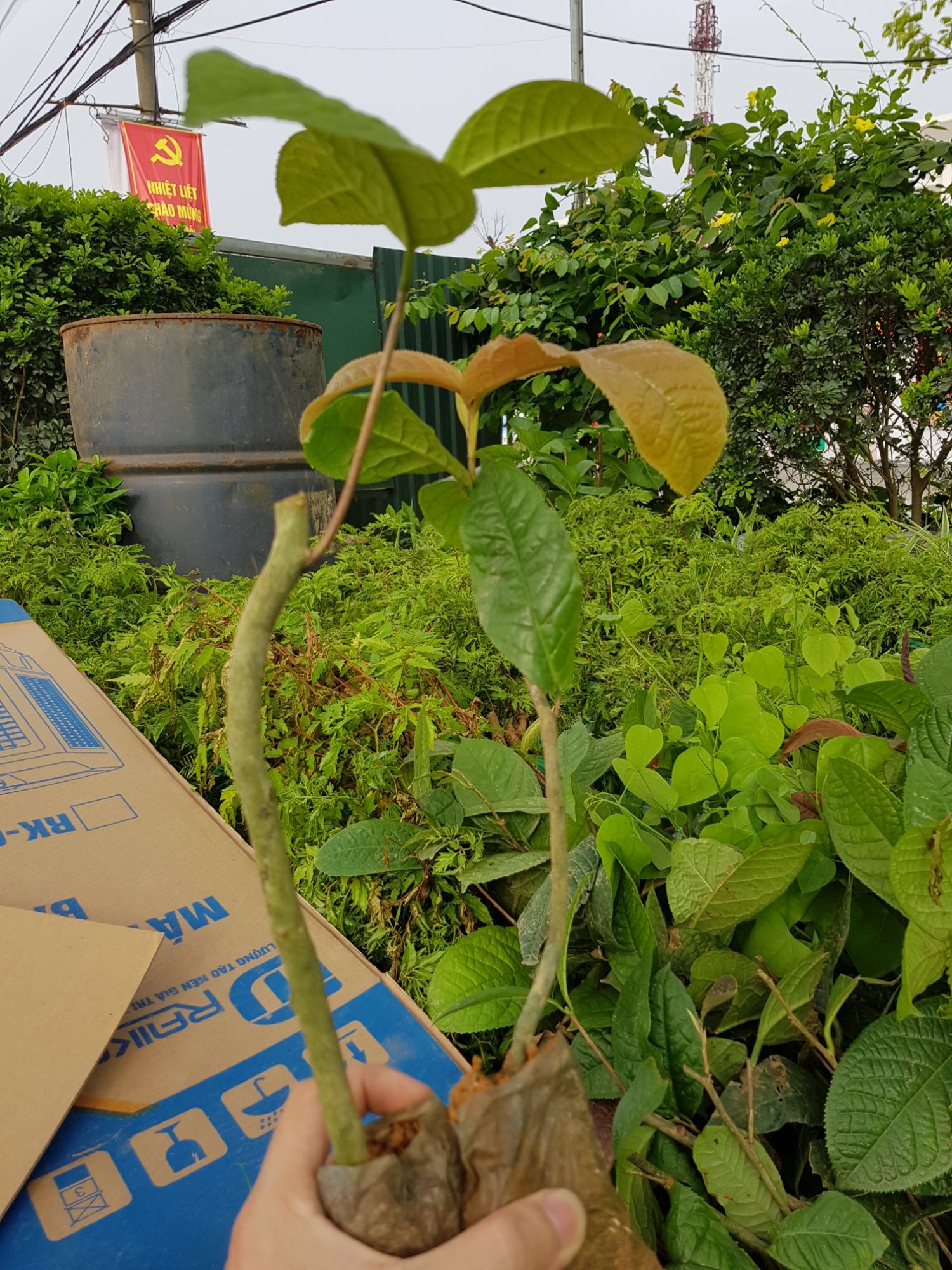 Trà hoa vàng cây lớn cao hơn 1m, cây hạt đẹp