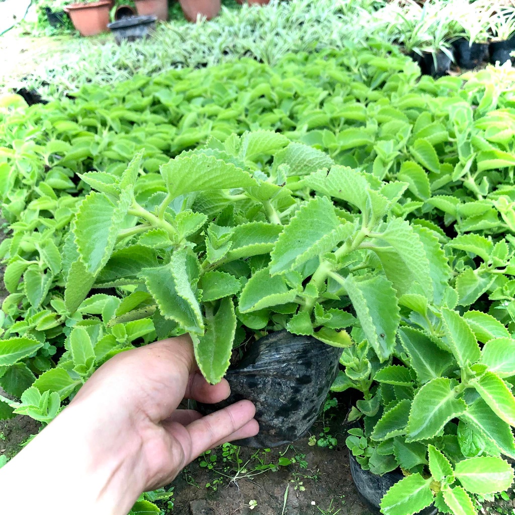 [Chỉ Giao Miền Bắc] Cây húng chanh - Than duoc chua ho cam sốt ( Ảnh thật)