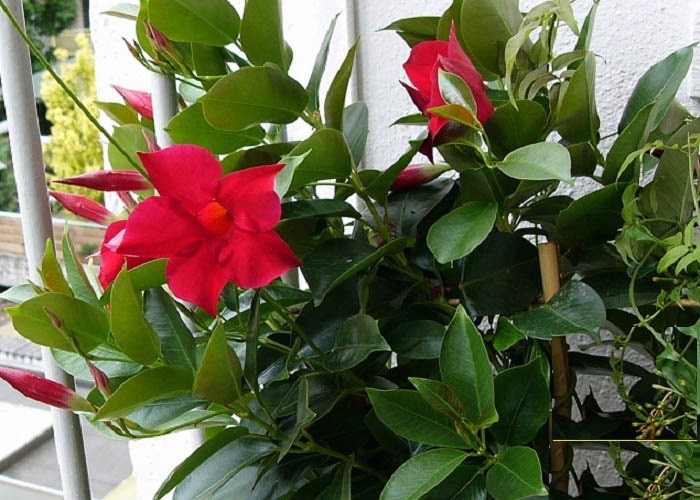 Cây hoa HỒNG ANH leo CÁNH KÉP hoa ĐỎ MÀU MẬN CHÍN siêu đẹp, cây nguyên chậu + Tặng 2 Cây Quế Giống