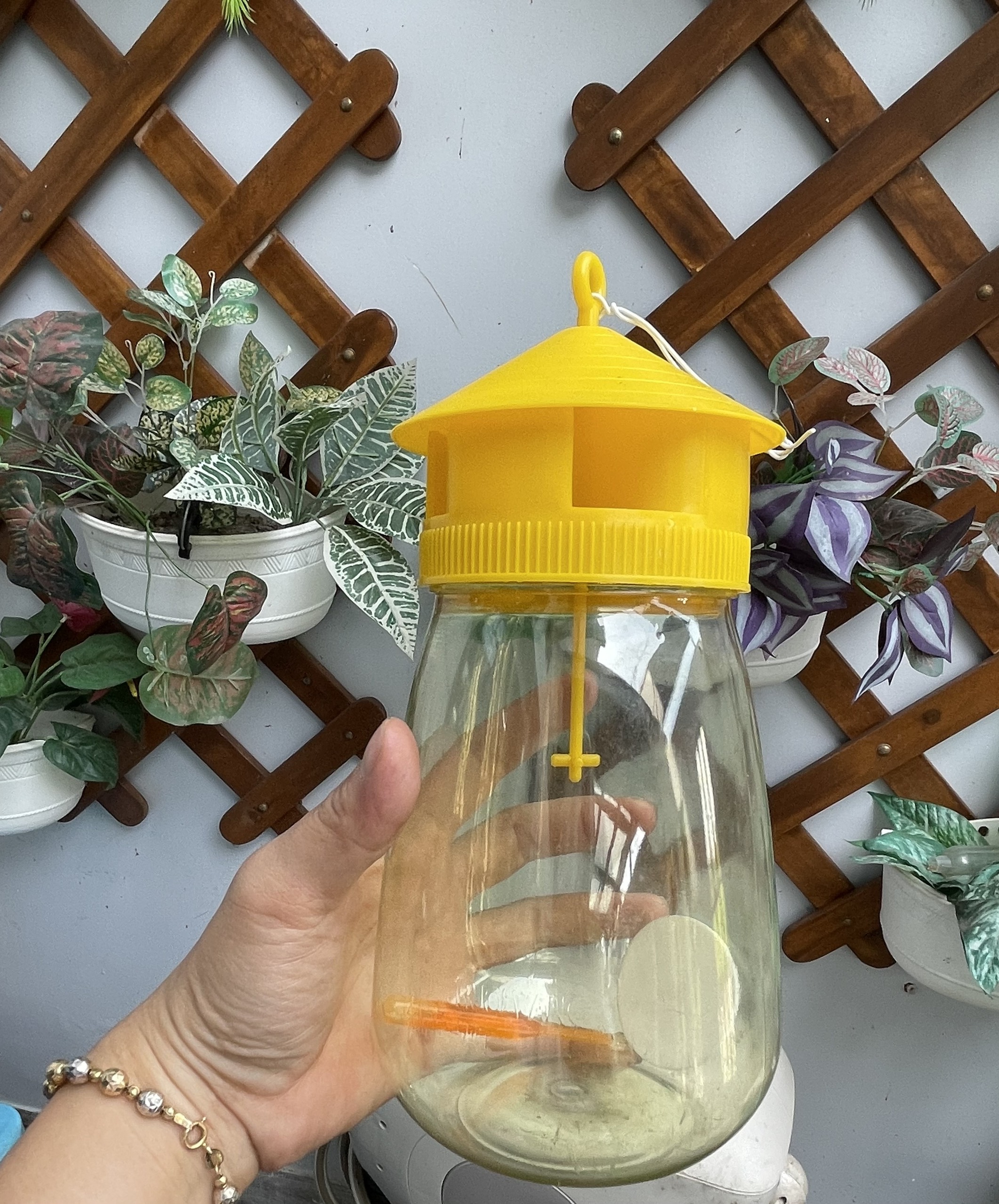 Bộ sản phẩm bình bẫy ruồi vàng có kèm tuýt dẫn dụ