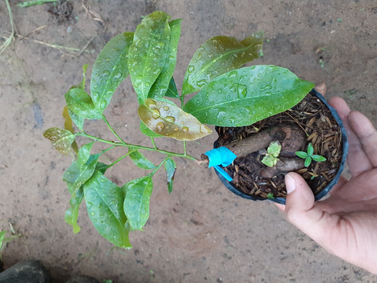 Mai Cúc Quý Phi cây ghép chuẩn giống