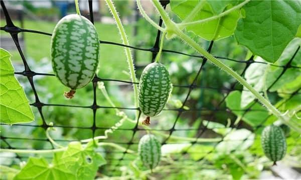 [HCM]Hạt giống dưa hấu tí hon + tặng gói hạt giống ngẫu nhiên