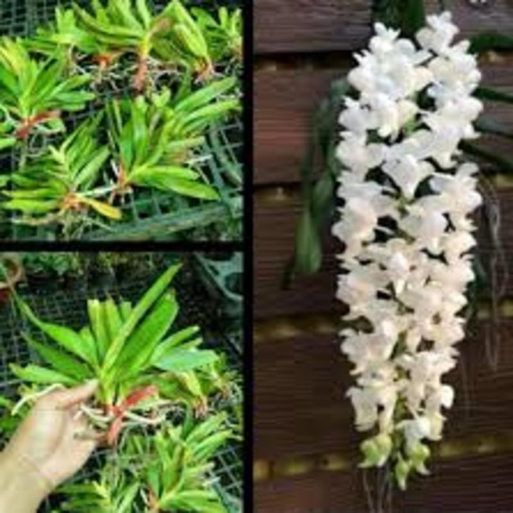 1 CÂY Lan rừng BẠCH NHẠN