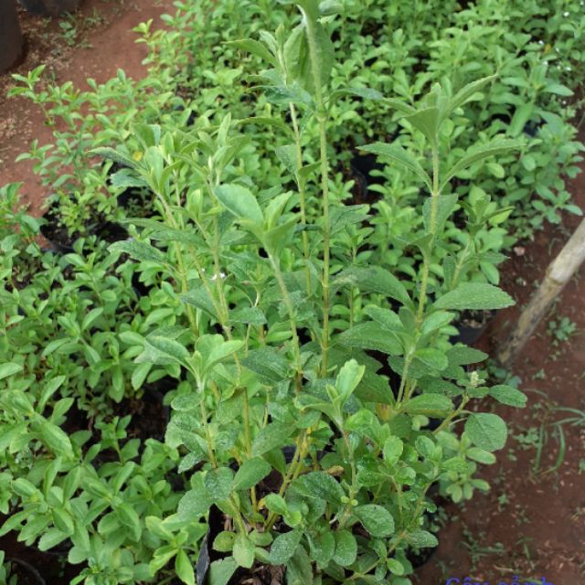 Hạt Giống Cây Cỏ Ngọt Gói 0.1gr
