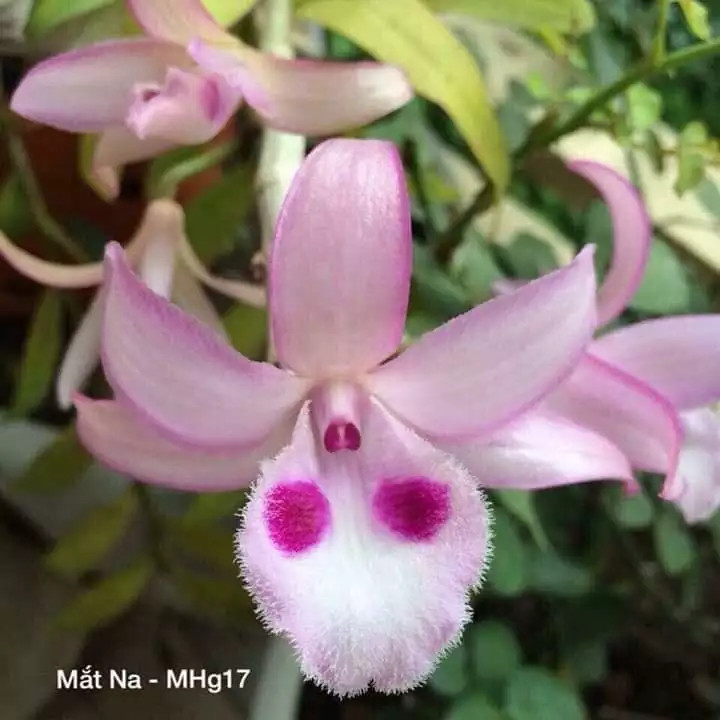Giả hạc mắt na hàng giống
