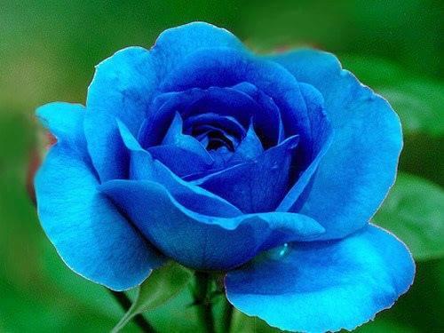 Hat giống hoa hồng xanh - 1 gói 20 hạt/Tặng gói kích thích hạt nảy mầm