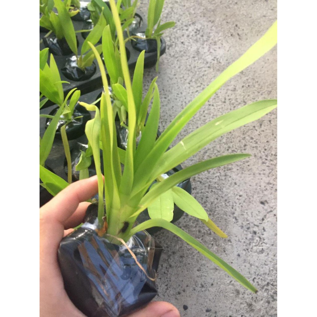 [FREESHIP - Xả Khô Máu] hoa phong lan vũ nữ cam lửa [ TẶNG 02 Cây QUẾ giống]