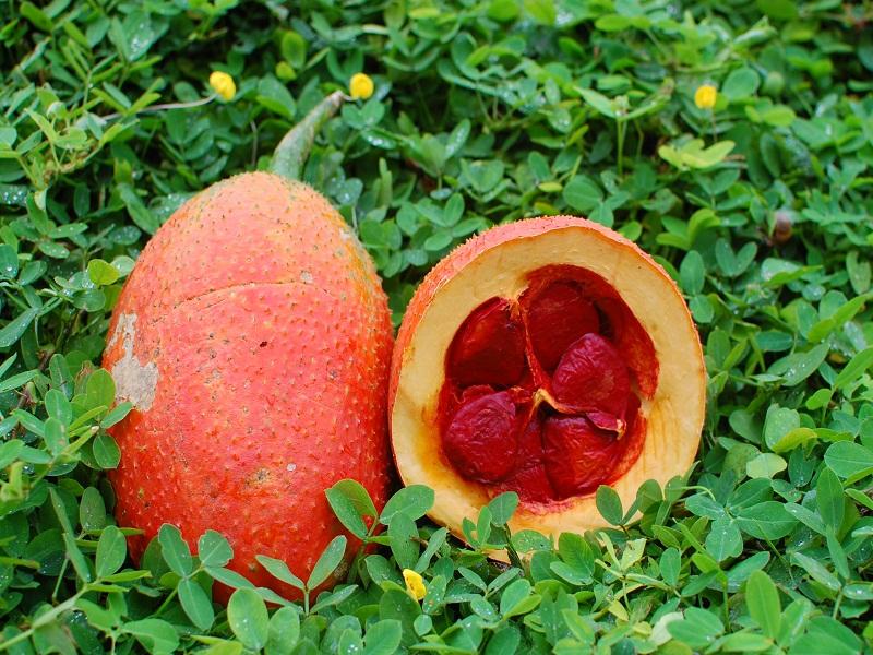 [HCM]Hạt giống cây gấc kiểng