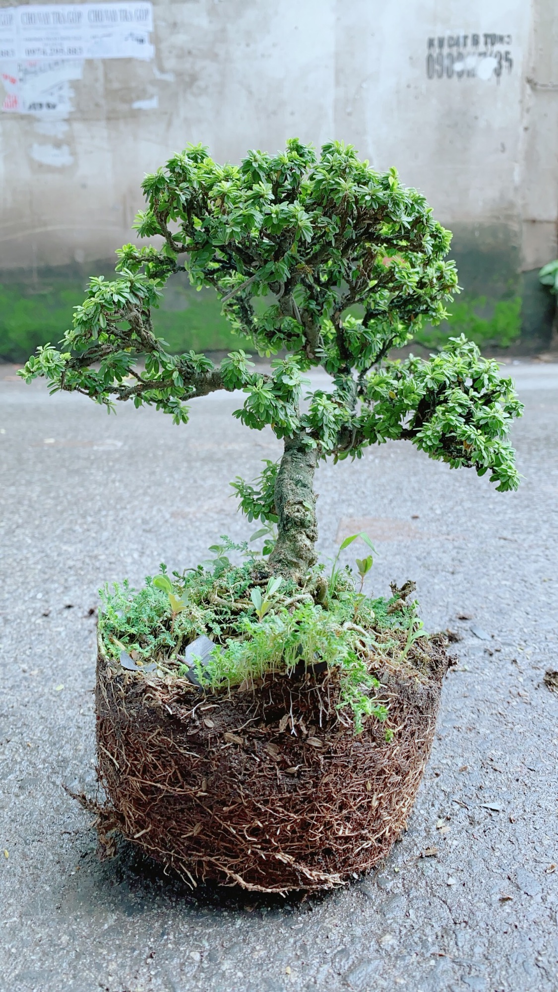 Cây Linh Sam Hạt Gạo Bonsai