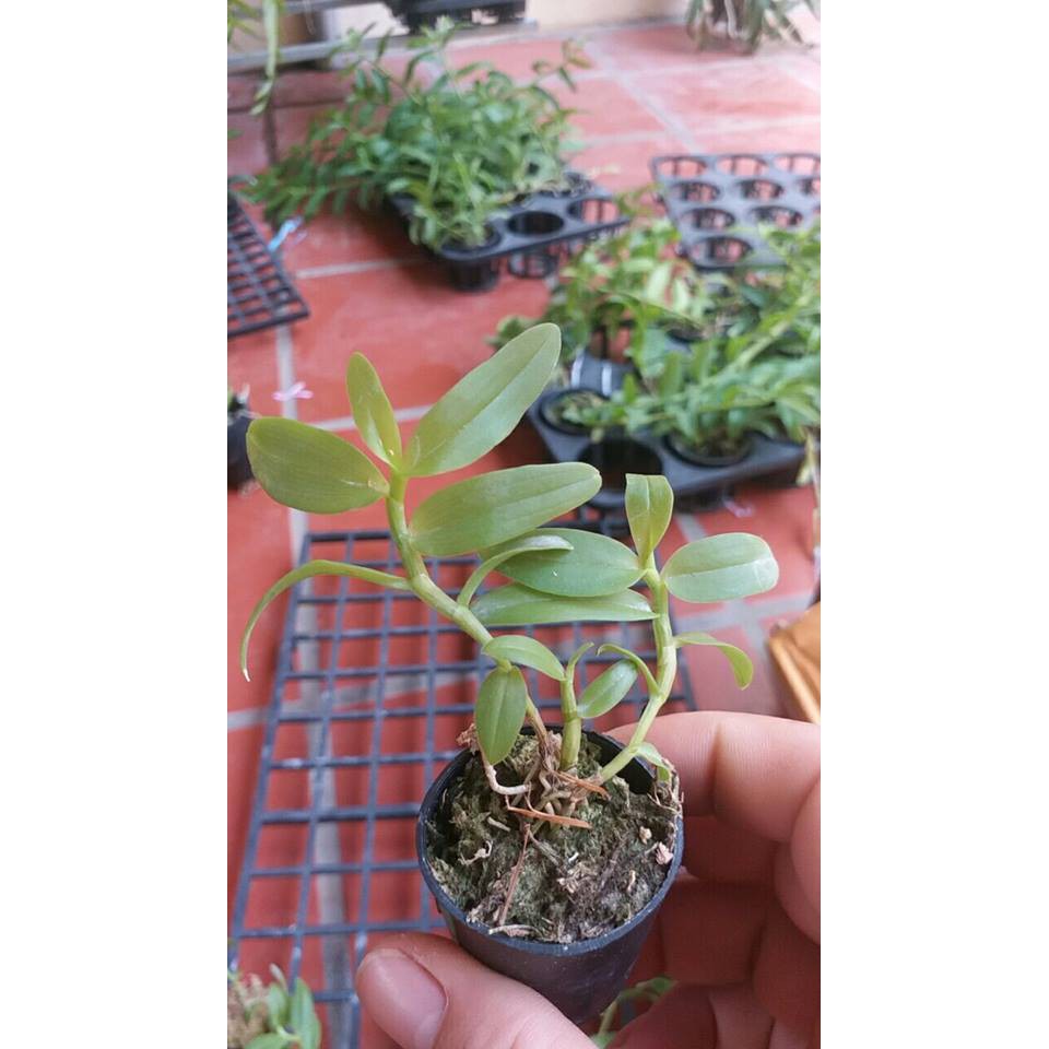 1 CỐC PHI ĐIỆP 5CT HẢI DƯƠNG
