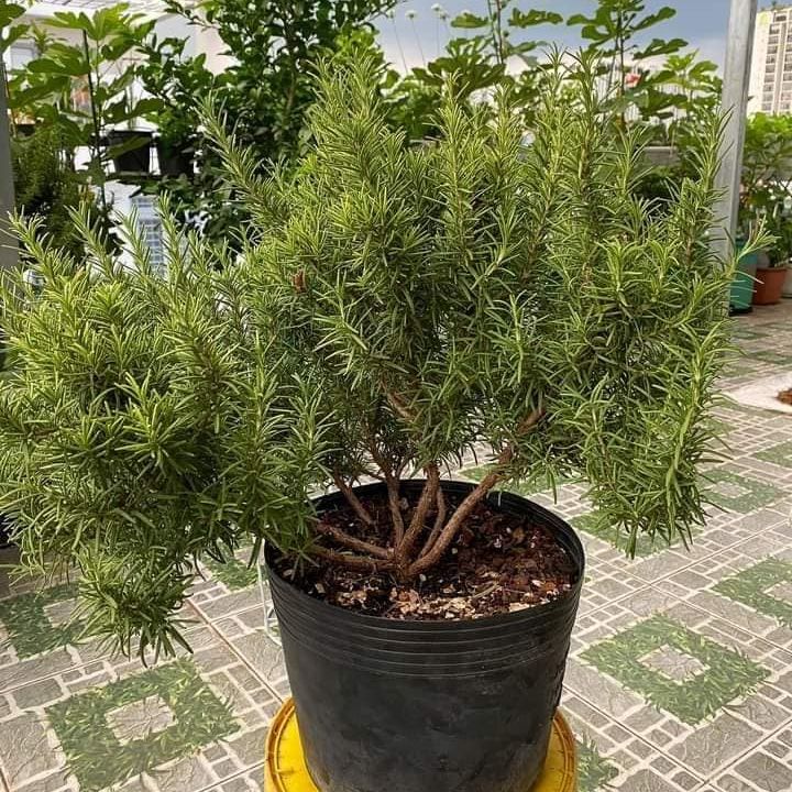Hạt giống cây hương thảo