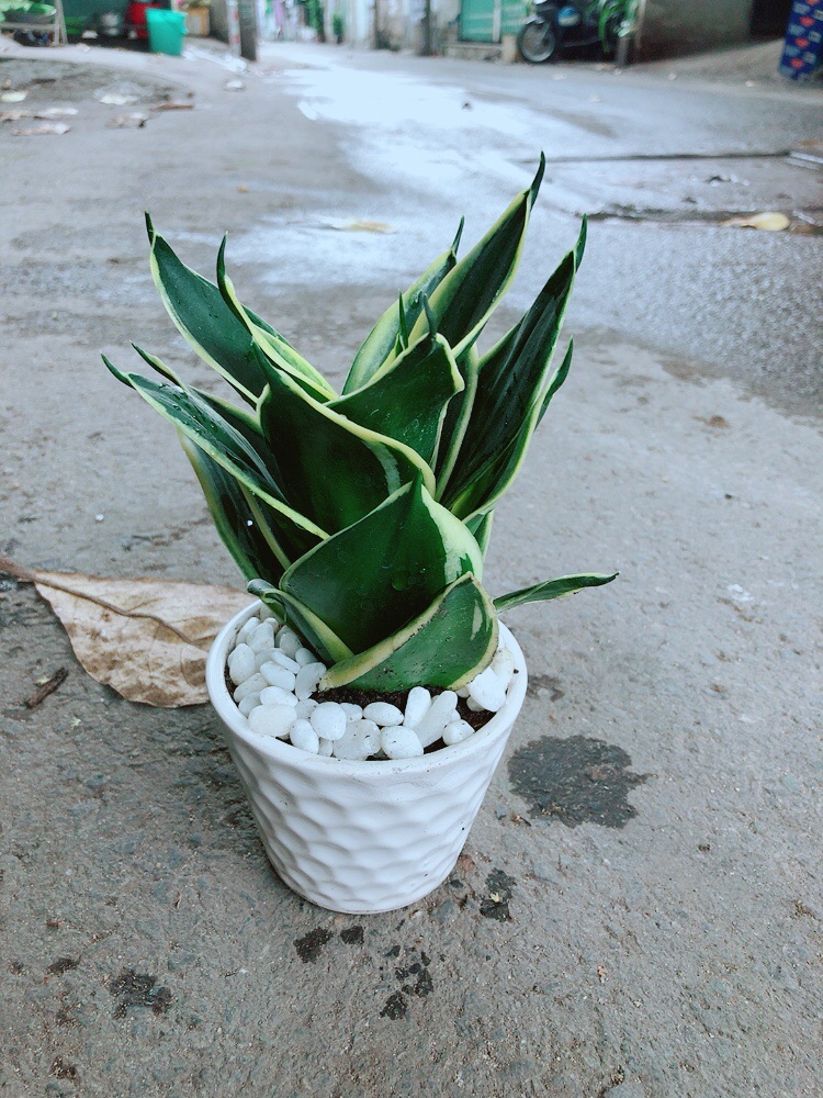 [HCM]Chậu Lưỡi Hổ Thái Búp Sen