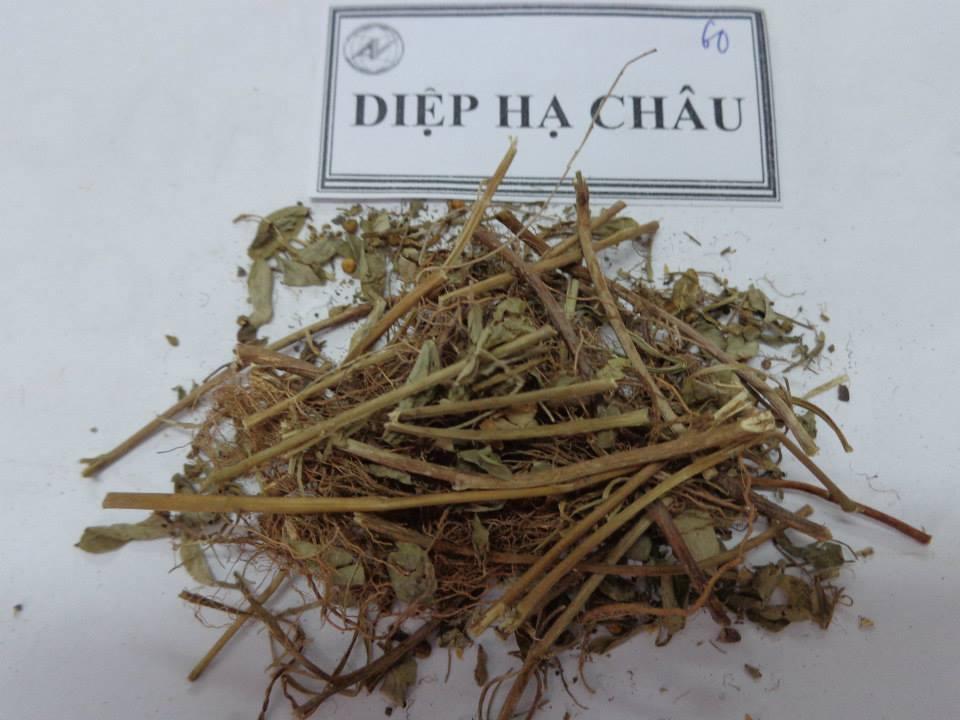 0,5kg cây diệp hạ châu /chó đẻ răng cưa khô nguyên chất