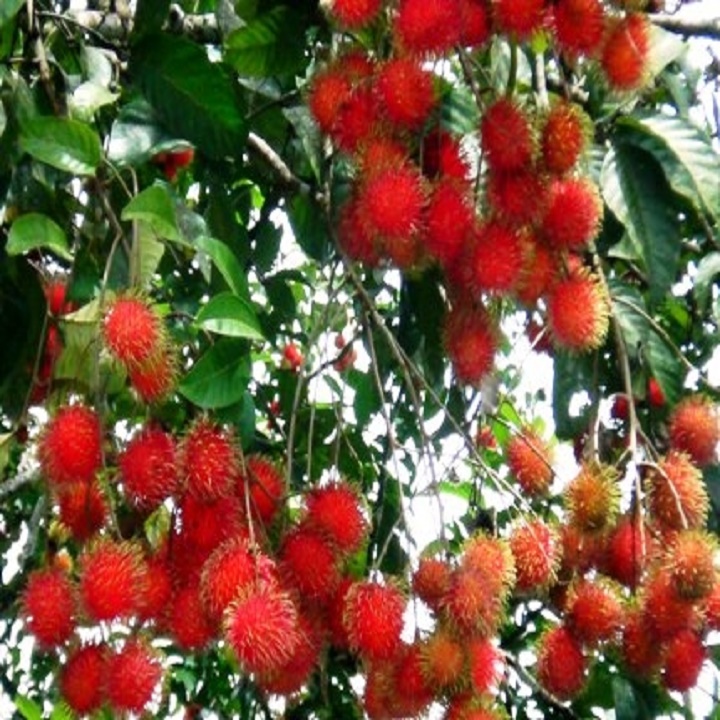 CÂY GIỐNG CHÔM CHÔM NHÃN SIÊU NGON SIÊU QUẢ