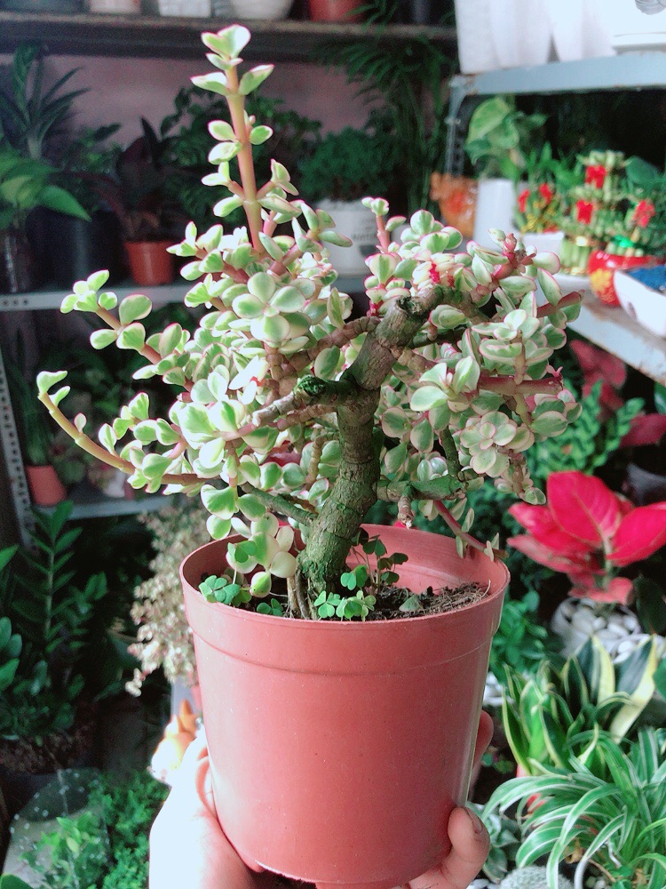 Cây Cành Vàng Lá Ngọc Cổ Thụ