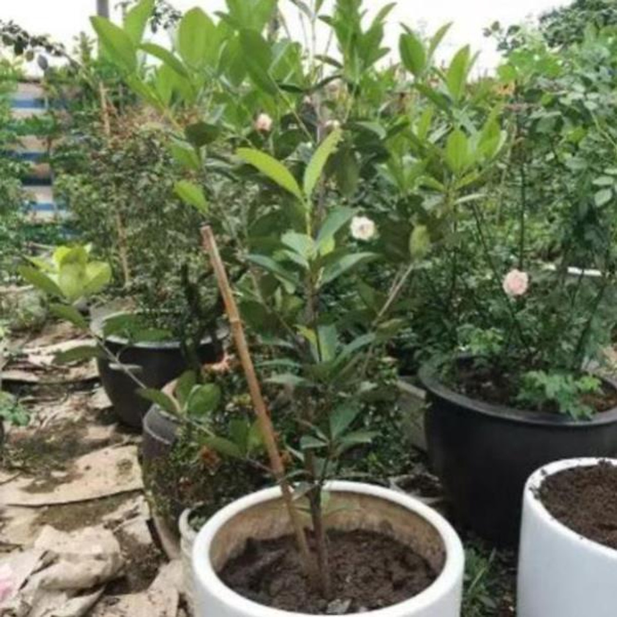 Xả hết---- Cây cherry giống Brazil nhiệt đới