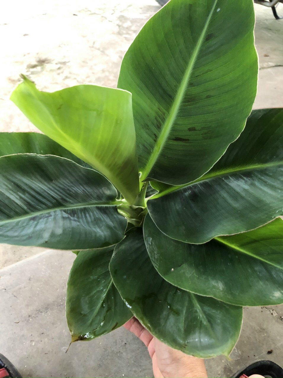 [HCM]Chuối lùn ăn trái mini làm cảnh hàng giống chuẩn - thegioiraumam