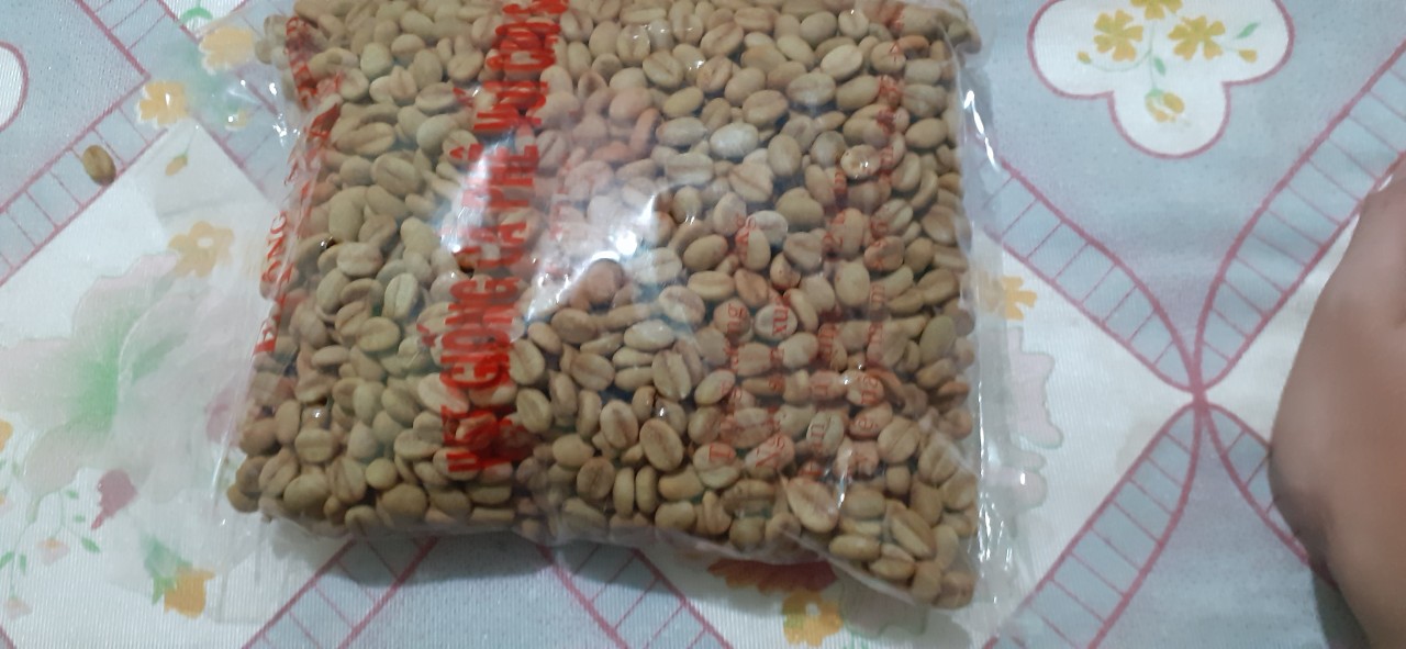 1KG Hạt giống cà phê xanh lùn