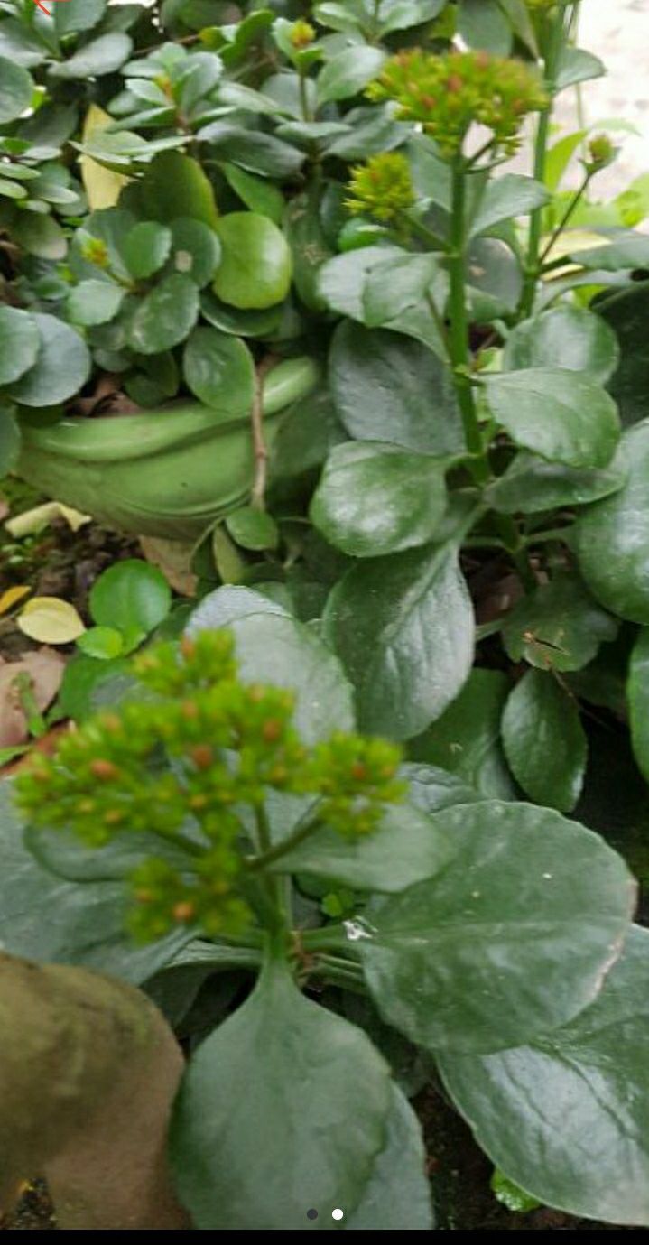 Cây sống đời