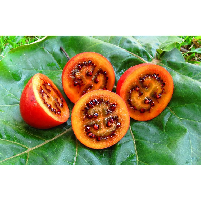 Hạt giống cà chua thân gỗ - 10 hạt