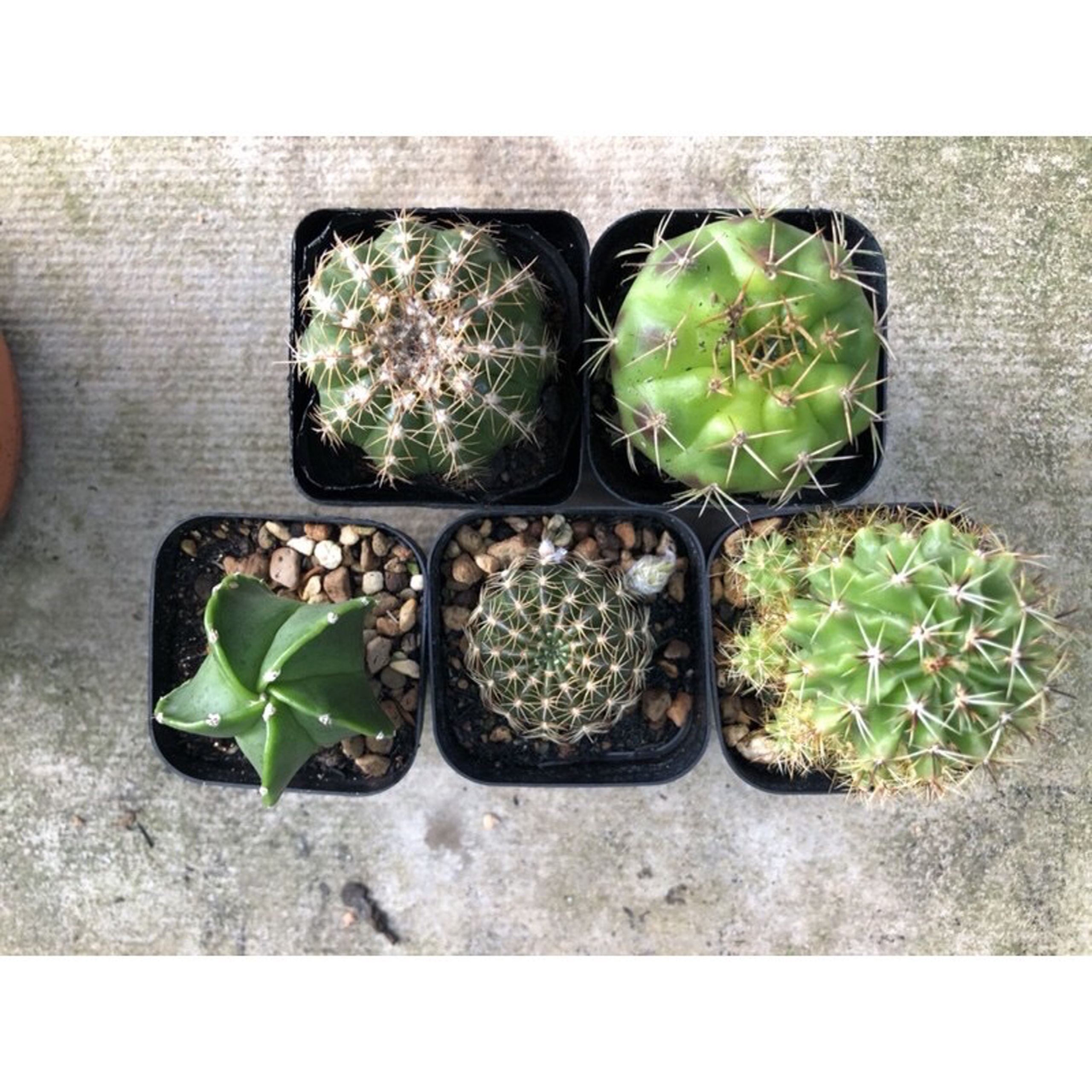 Combo 3 cây xương rồng ( gửi cây ngẫu nhiên khác nhau )