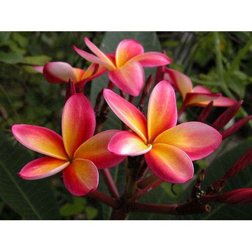 CÂY HOA ĐẠI ĐỎ (HOA SỨ , HOA SỨ CÙI ) SIÊU ĐẸP-BẦU CÂY GIỐNG