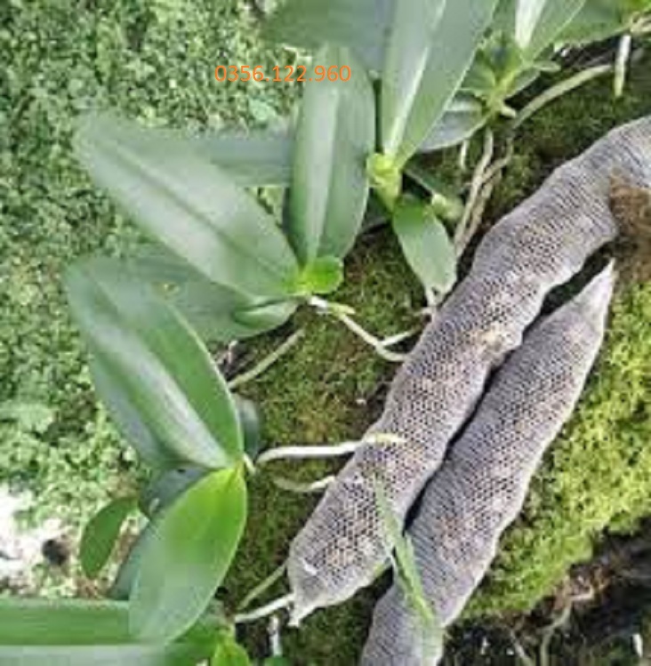 10 Túi Lưới Phân Dê Trồng Lan dài 20 đến 30 cm