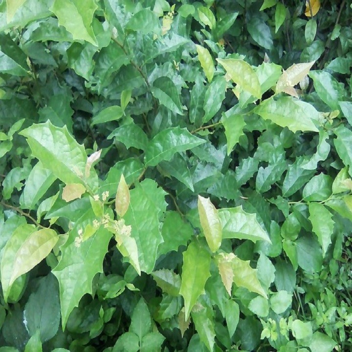 Combo 3 Cây giống xạ đen - 13545