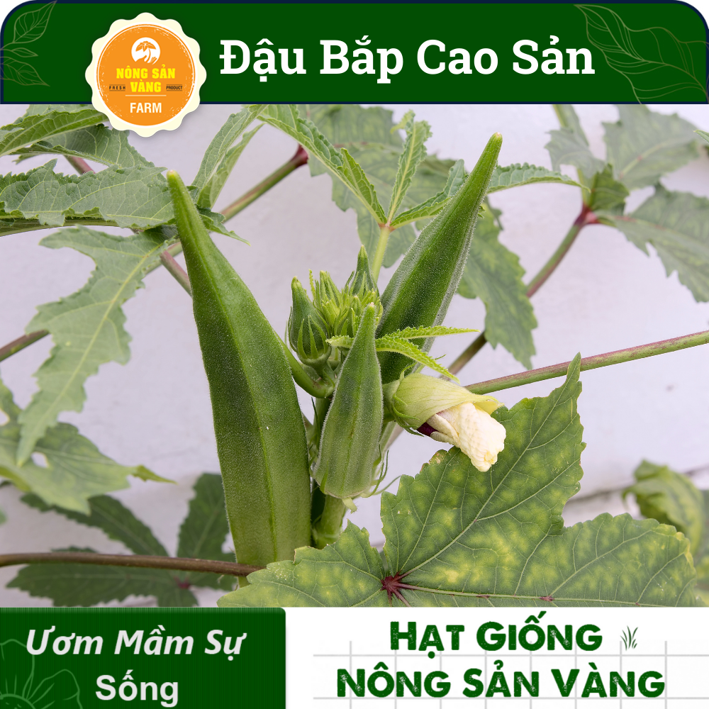 Okra Seed High Output (package 20 grams)-shallow gold