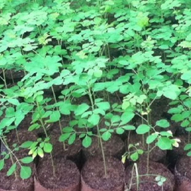 Hạt giống cây chùm ngây -gói 20 hạt(