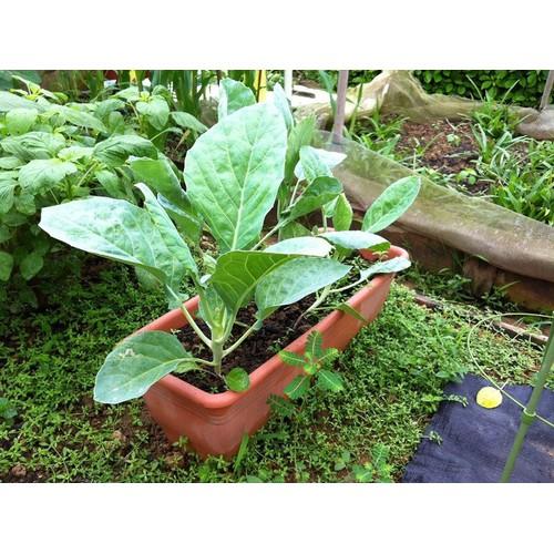 [Mới] - Hạt giống rau cải rổ