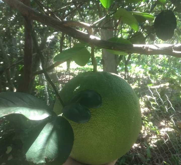 Cây giống bưởi da xanh ruột đỏ