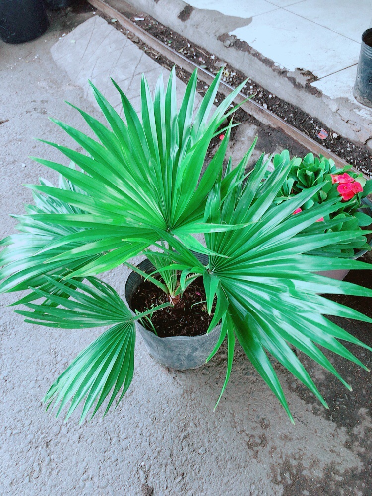 Cây Cọ Kiểng