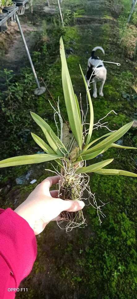 Vũ nữ peru ghép gỗ cây trưởng thành