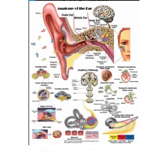 Tranh giải phẫu 3d tai mũi họng