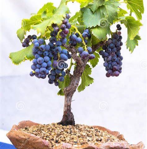 Hạt giống nho lùn pháp( nho lùn Bonsai)( gói 10 hạt) -