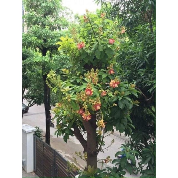 cây giống sa la