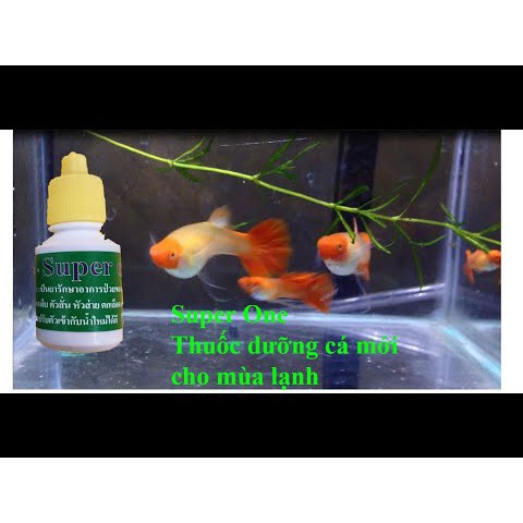 Nước Dưỡng Cá Super One Thái Lan - Hàng Công Ty