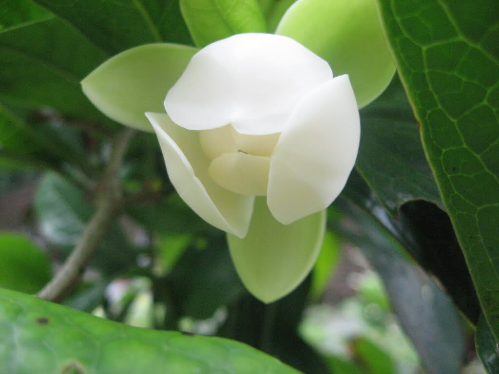 CÂY HOA DẠ HỢP hương