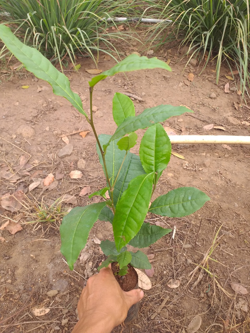 Cây chè xanh (trà xanh)