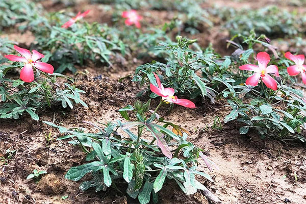 30 Hạt giống nhân sâm Bố Chính