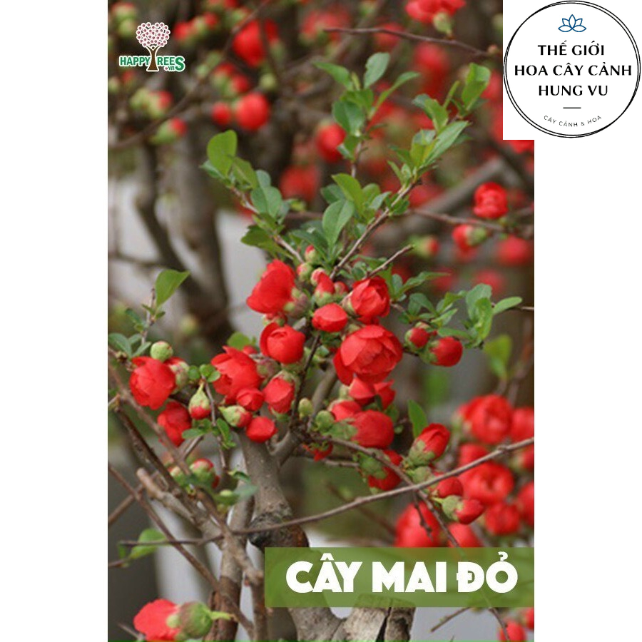 Cây mai đỏ Nhật Bản Loại 1 cao 60cm (ảnh thật số 2).