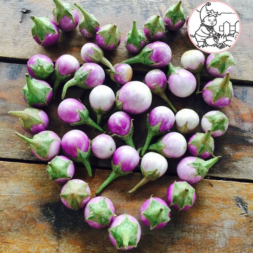 HẠT CÀ PHÁO TÍM F1 - GÓI 1 GRAM