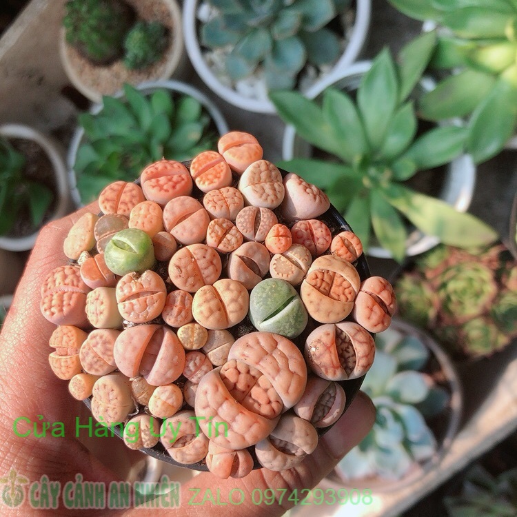 Cây thạch lan -hoa sỏi-thạch lan