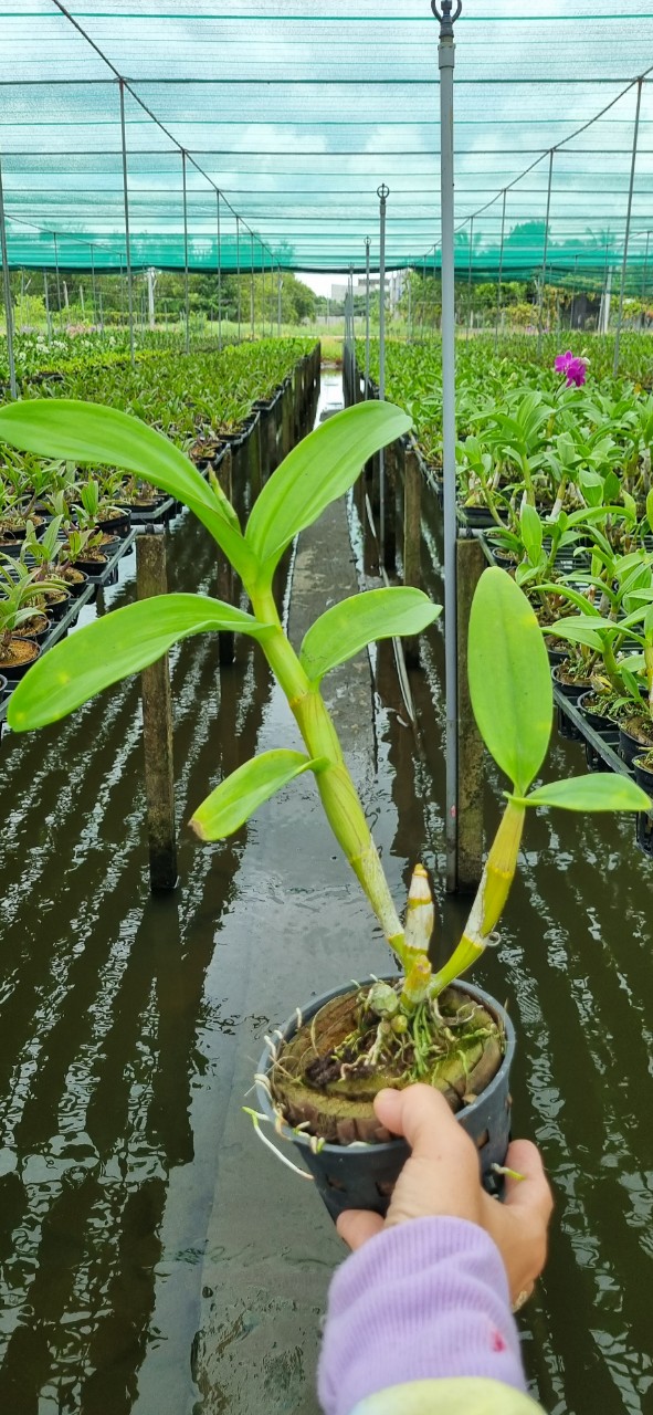 HOA LAN DEN LAI HỒ ĐIỆP TÍM