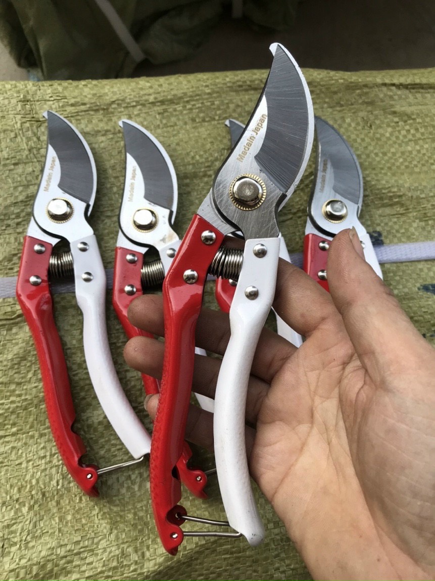 Combo cưa kéo cắt cành cây cảnh, bonsai