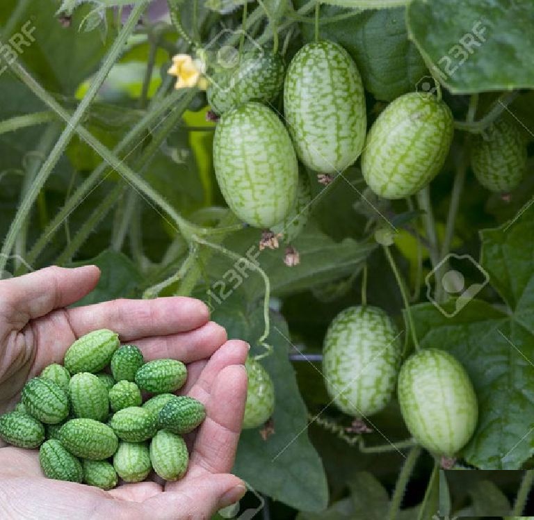 Hạt giống dưa hấu tí hon - ( 10 hạt/gói )