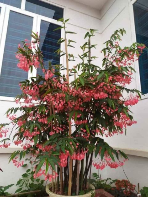 CHẬU CÂY TRÚC PHÁP (CÂY THU HẢI ĐƯỜNG ĐỨNG HOA RỦ) - CÂY ĐANG HOA RẤT ĐẸP