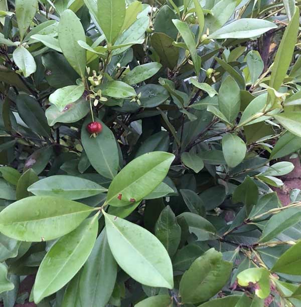 Cây giống Cherry Anh Đào Mỹ. [Express J&T ]
